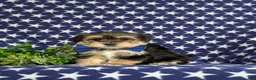 Morkie dogs for sale: Baxter 7 lbs Full Grown - Ad 1