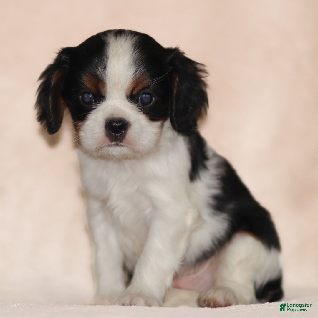 Cavalier King Charles Spaniel dogs for sale: Azriel - Ad 5
