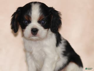 Cavalier King Charles Spaniel dogs Azriel - Ad 42