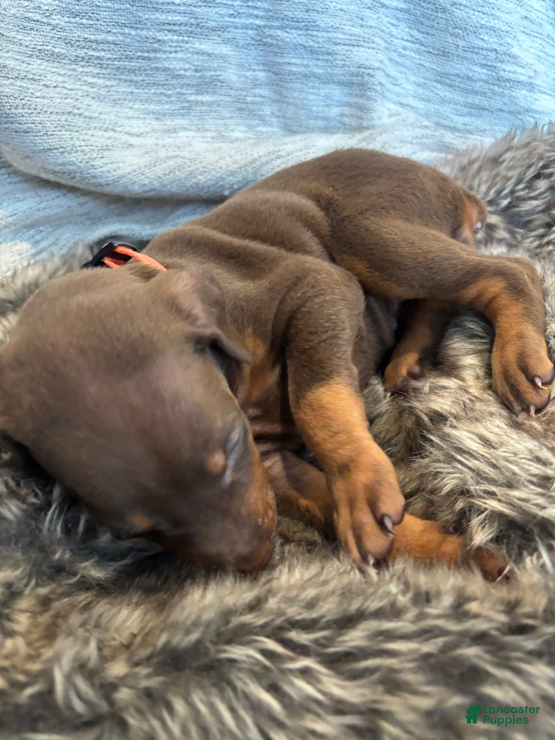 Doberman Pinscher dogs for sale: Honey - Ad 3
