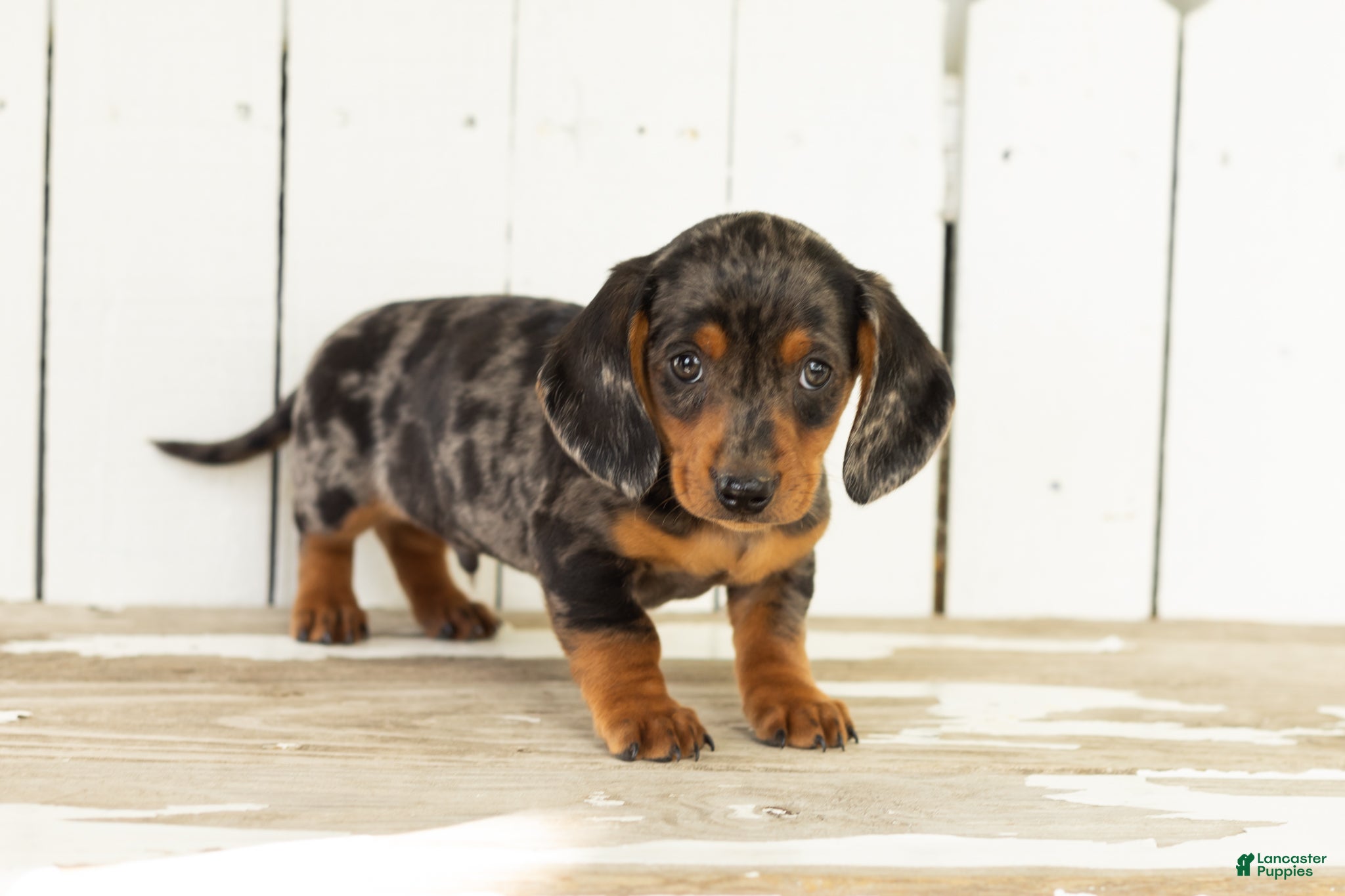 Miniature Dachshund dogs Bruno  - Ad 33