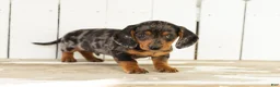 Miniature Dachshund dogs for sale: Bruno  - Ad 1
