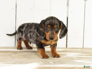 Miniature Dachshund dogs Bruno - Ad 5