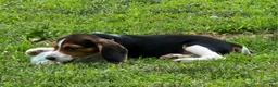Beagle dogs for sale: Pinkie - Ad 5