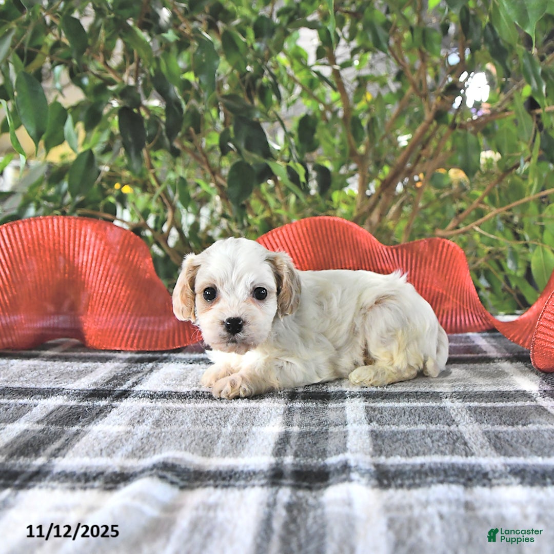 Cavapoo dogs for sale: Geneva - Ad 1