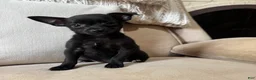 Chihuahua dogs for sale: Lola - Ad 5