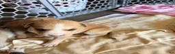 Mixed Breed dogs for sale: Pitsky male - Ad 3