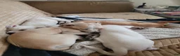 Chihuahua dogs for sale: Faith - Ad 5
