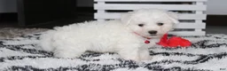 Bichon Frise dogs for sale: Kayson  - Ad 6