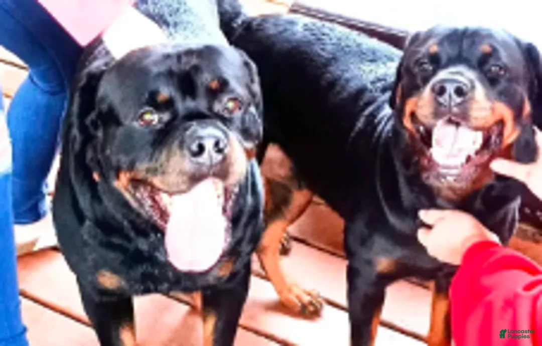 Rottweiler dogs for sale: Championship bloodline Girl 1 - Ad 4