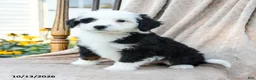 Mini Bernedoodle dogs for sale: Target - Ad 5