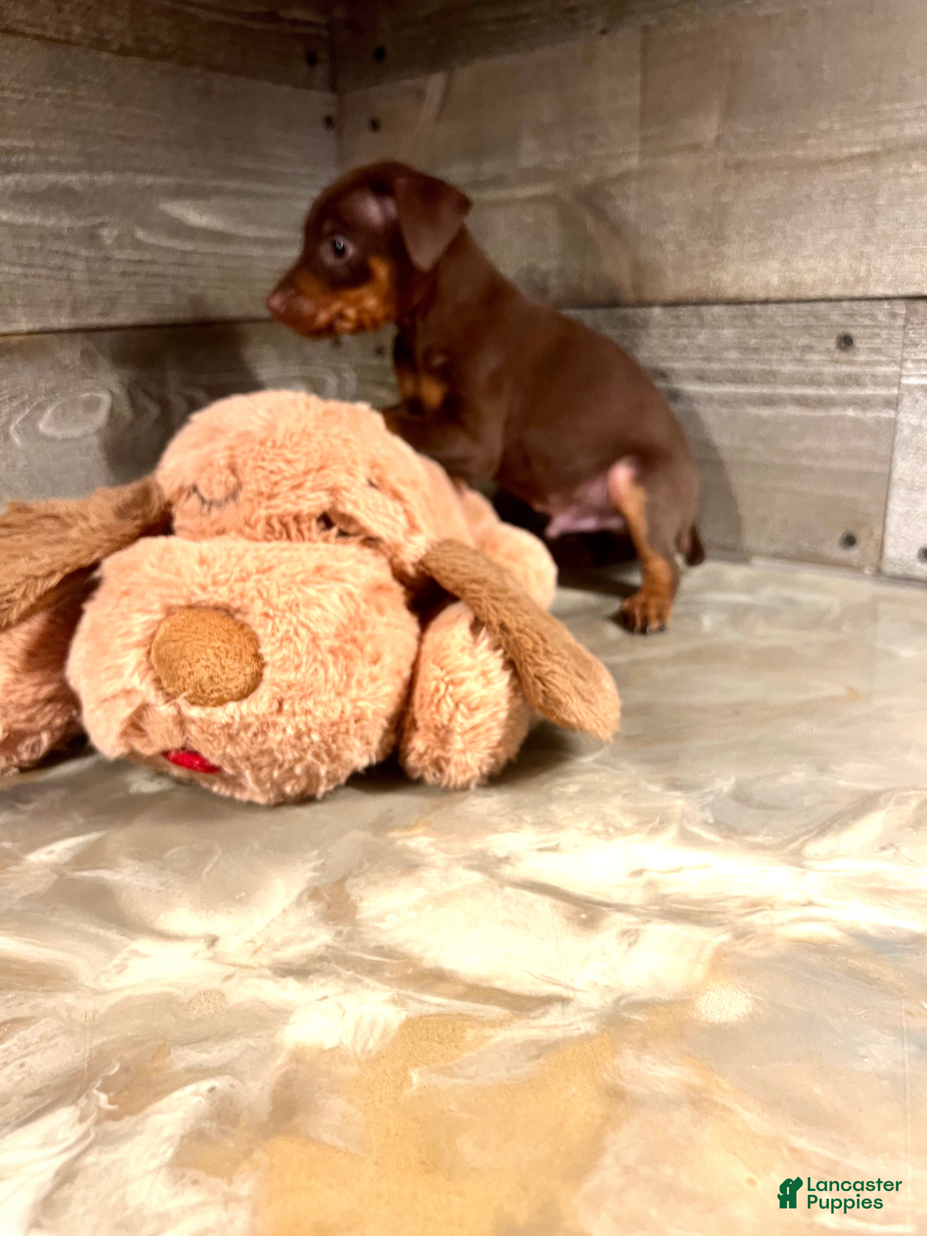 Miniature Pinscher dogs Teddy - Ad 23