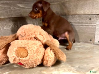 Miniature Pinscher dogs Teddy - Ad 23