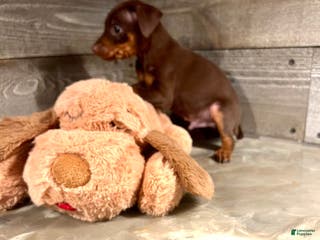 Miniature Pinscher dogs Teddy - Ad 17