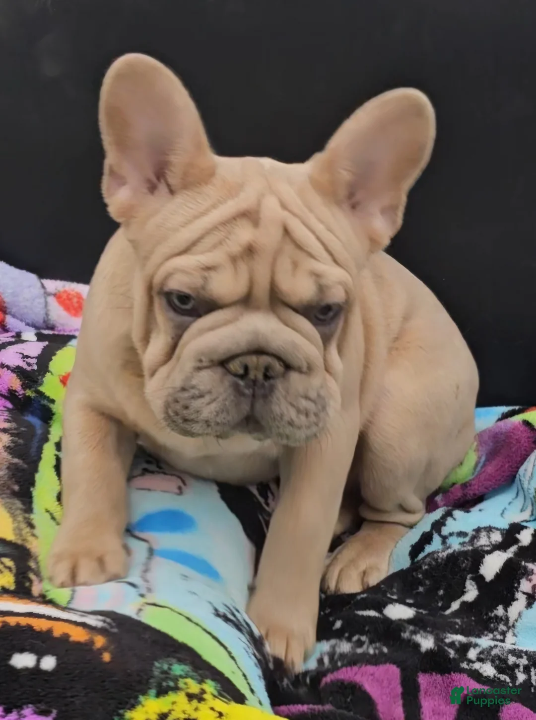 French Bulldog dogs for sale: French Bulldog Puppy 1 - Ad 1