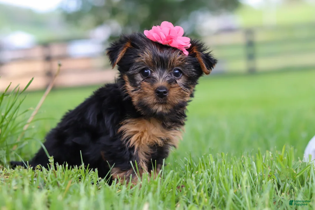 Yorkshire Terrier dogs for sale: Stella - Ad 2
