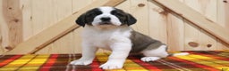 Saint Bernard dogs for sale: Starr - Ad 2