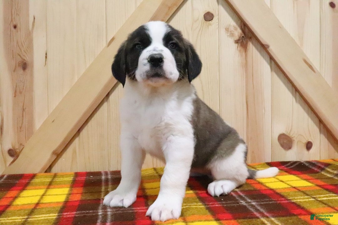 Saint Bernard dogs for sale: Starr - Ad 2