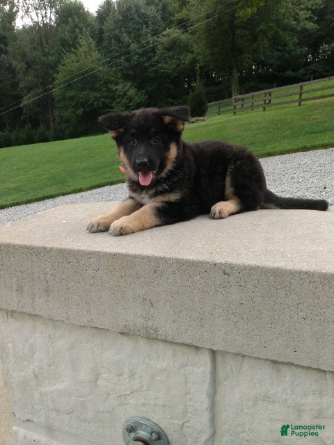 German Shepherd dogs Molly - Ad 2