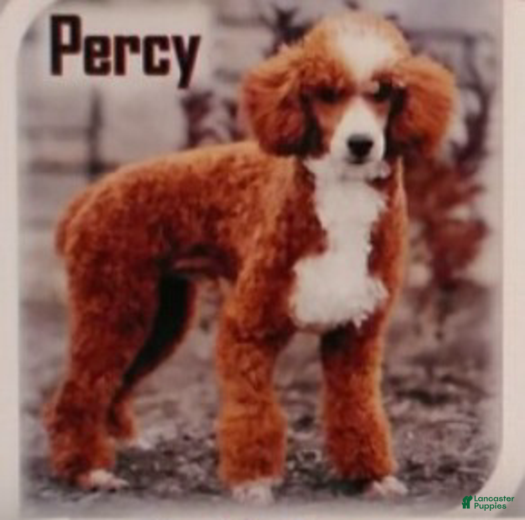 Mini Goldendoodle dogs for sale: Rosie - Ad 8