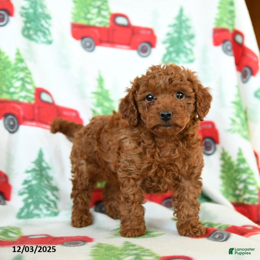 Toy Poodle dogs Ruffles - Ad 37