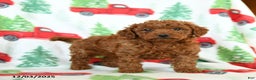 Toy Poodle dogs for sale: Ruffles - Ad 1