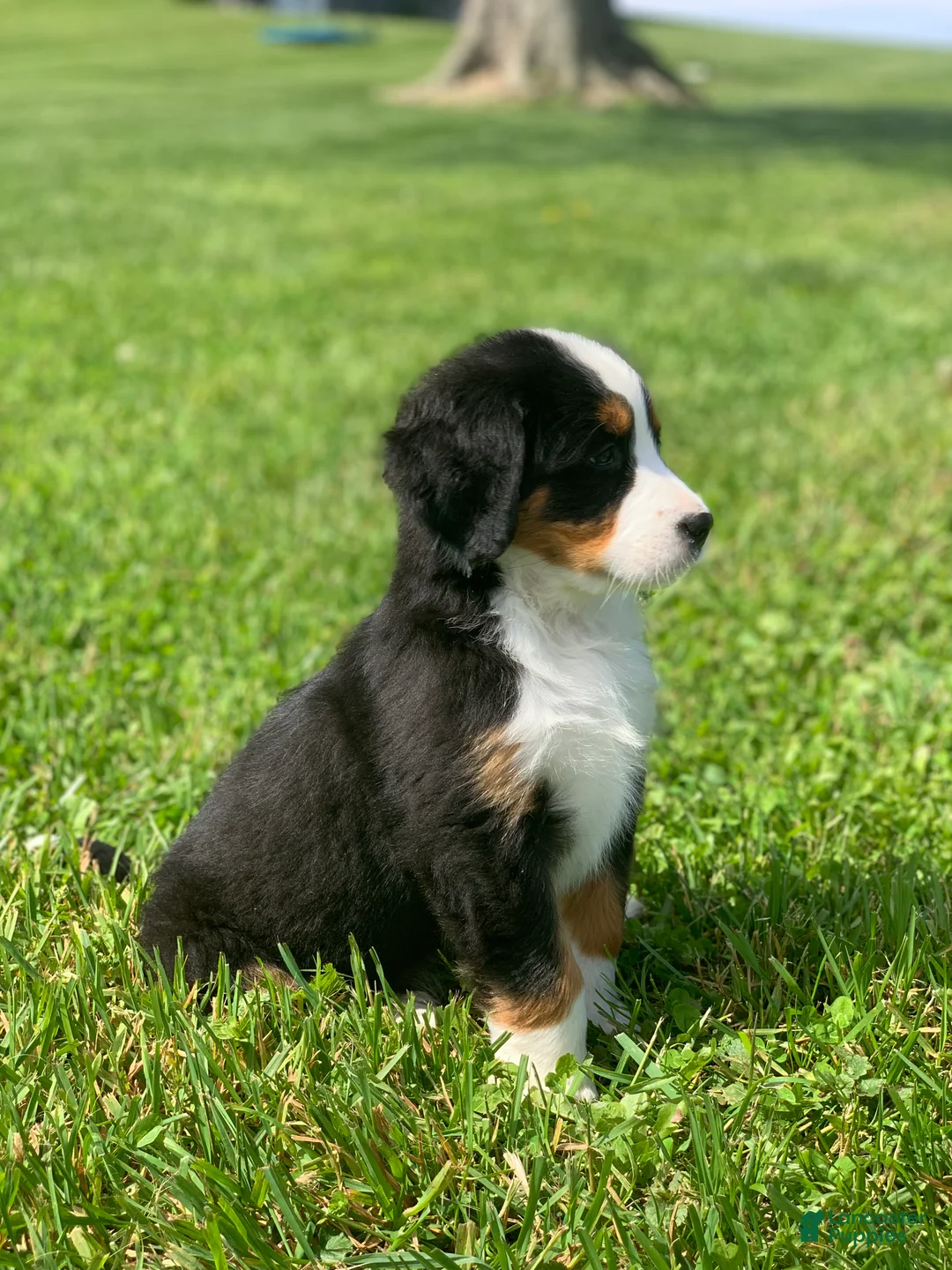 Bernese Mountain Dog dogs for sale: JJ - Ad 2