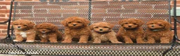 Toy Poodle dogs for sale: Oakley - Ad 5