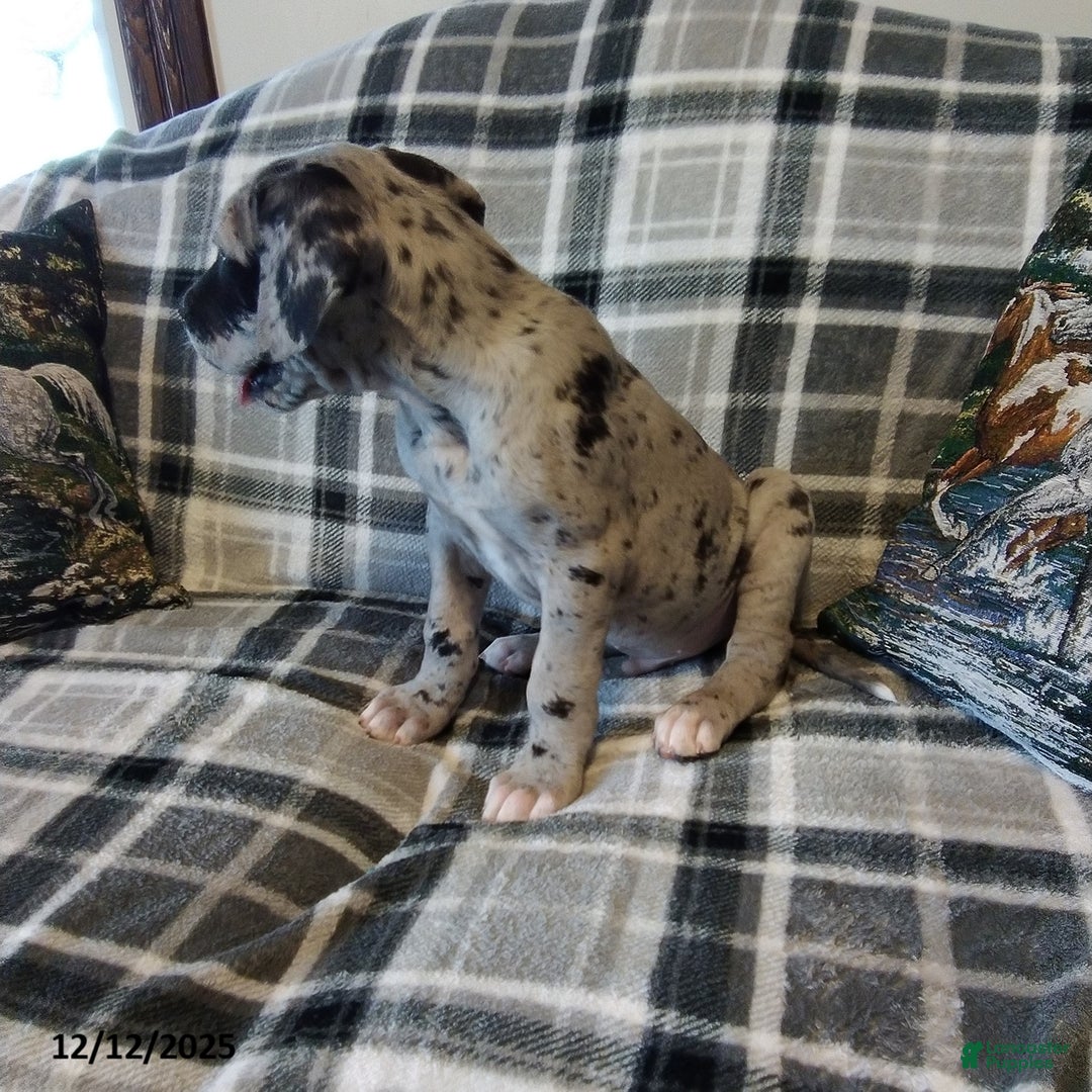 Great Dane dogs for sale: Sparkle - Ad 3