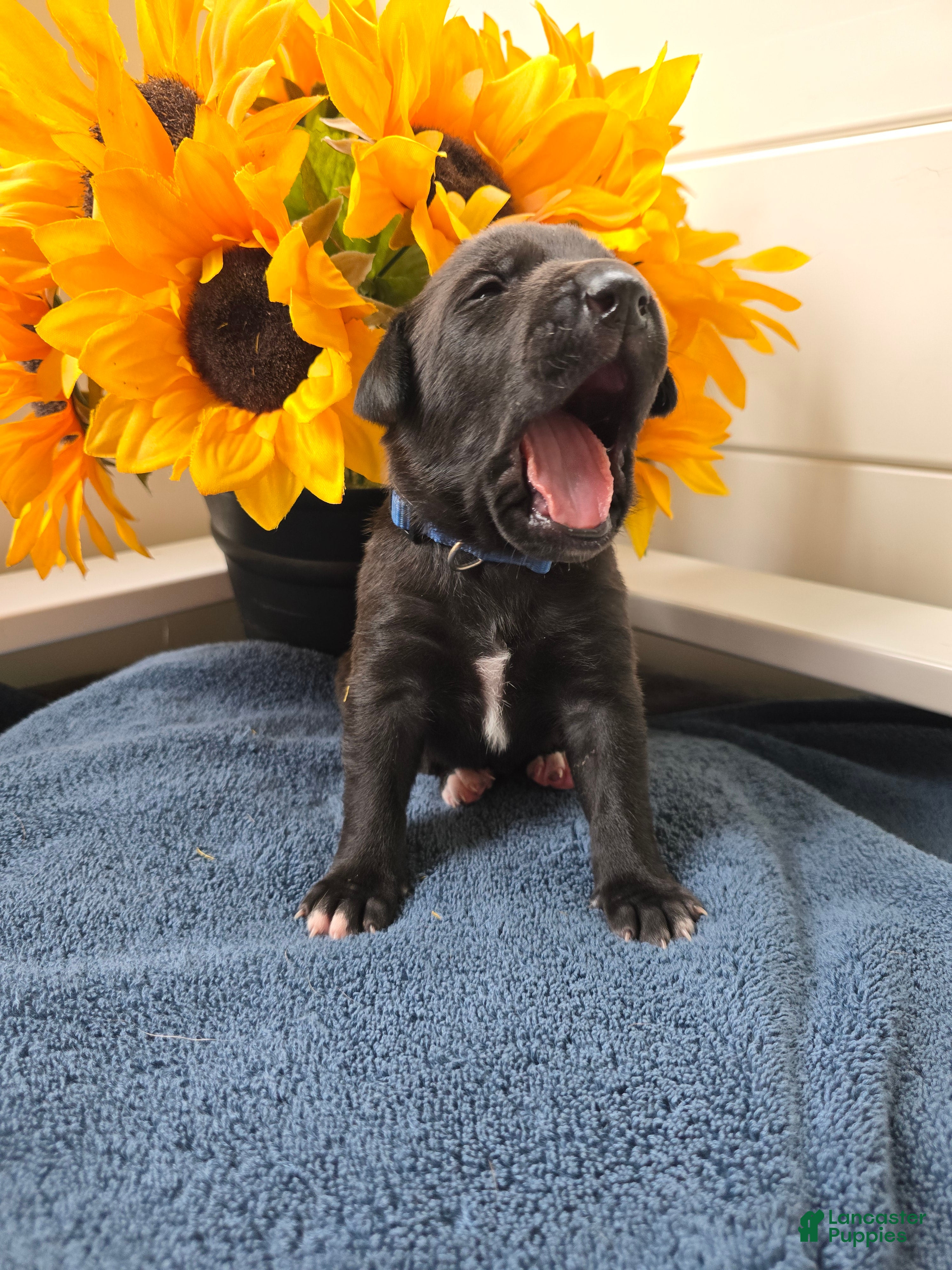 Mixed Breed dogs Zazu (dark blue collar) - Ad 2