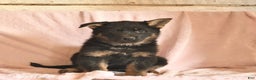 German Shepherd dogs for sale: Bambi  - Ad 2