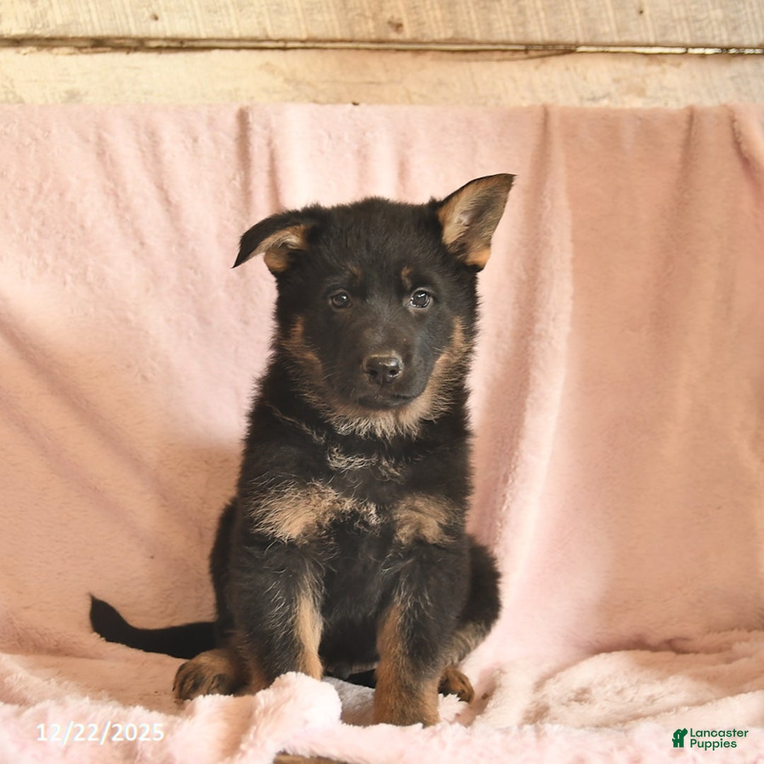 German Shepherd dogs for sale: Bambi  - Ad 2