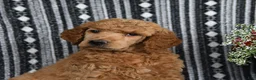 Standard Poodle dogs for sale: Victor - Ad 5