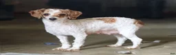 Yorkiepoo dogs for sale: Ariel - Ad 9