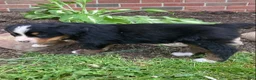 Bernese Mountain Dog dogs for sale: Jasper - Ad 8