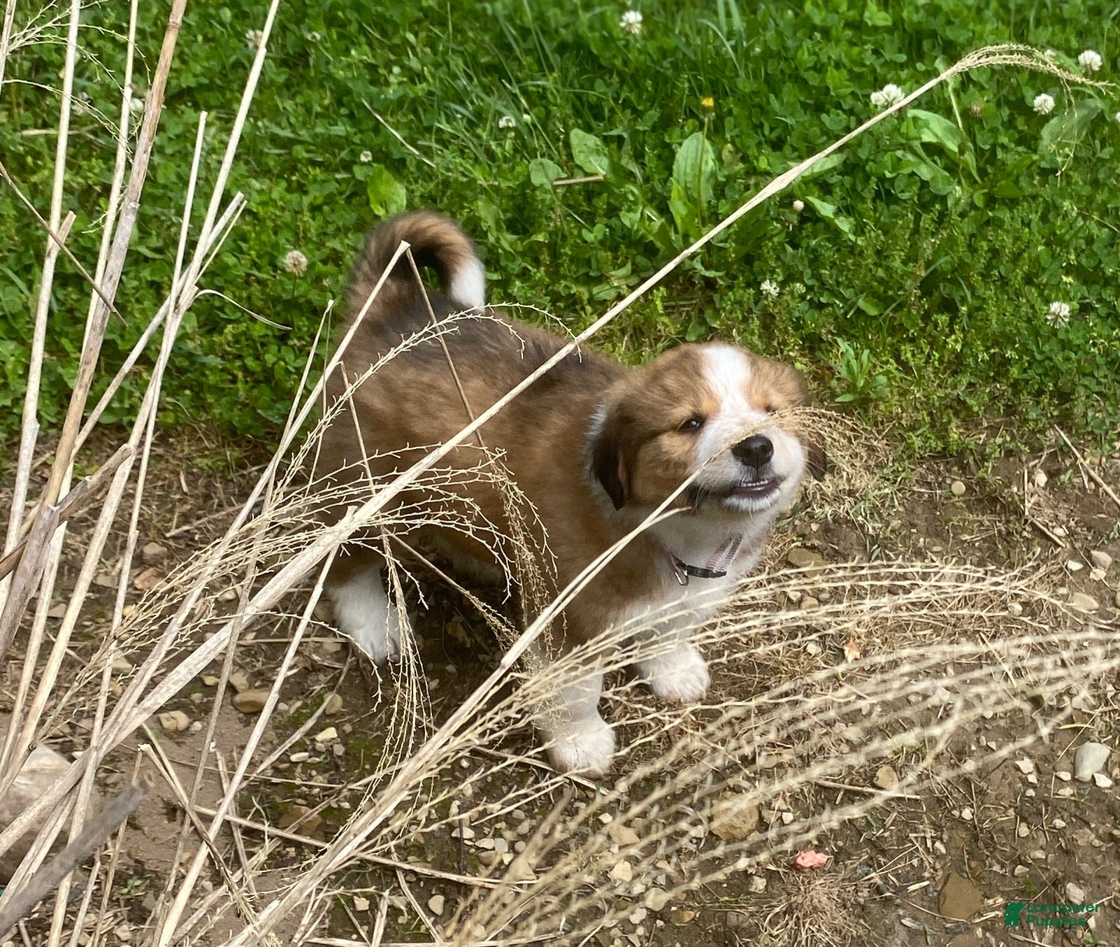 Mixed Breed dogs for sale: ♥️HAPPY GIRL HEIDI♥️ - Ad 5