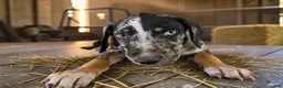 Catahoula Leopard Dog dogs for sale: Gypsie 2026 Male 3 - Ad 8