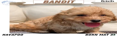 Bandit