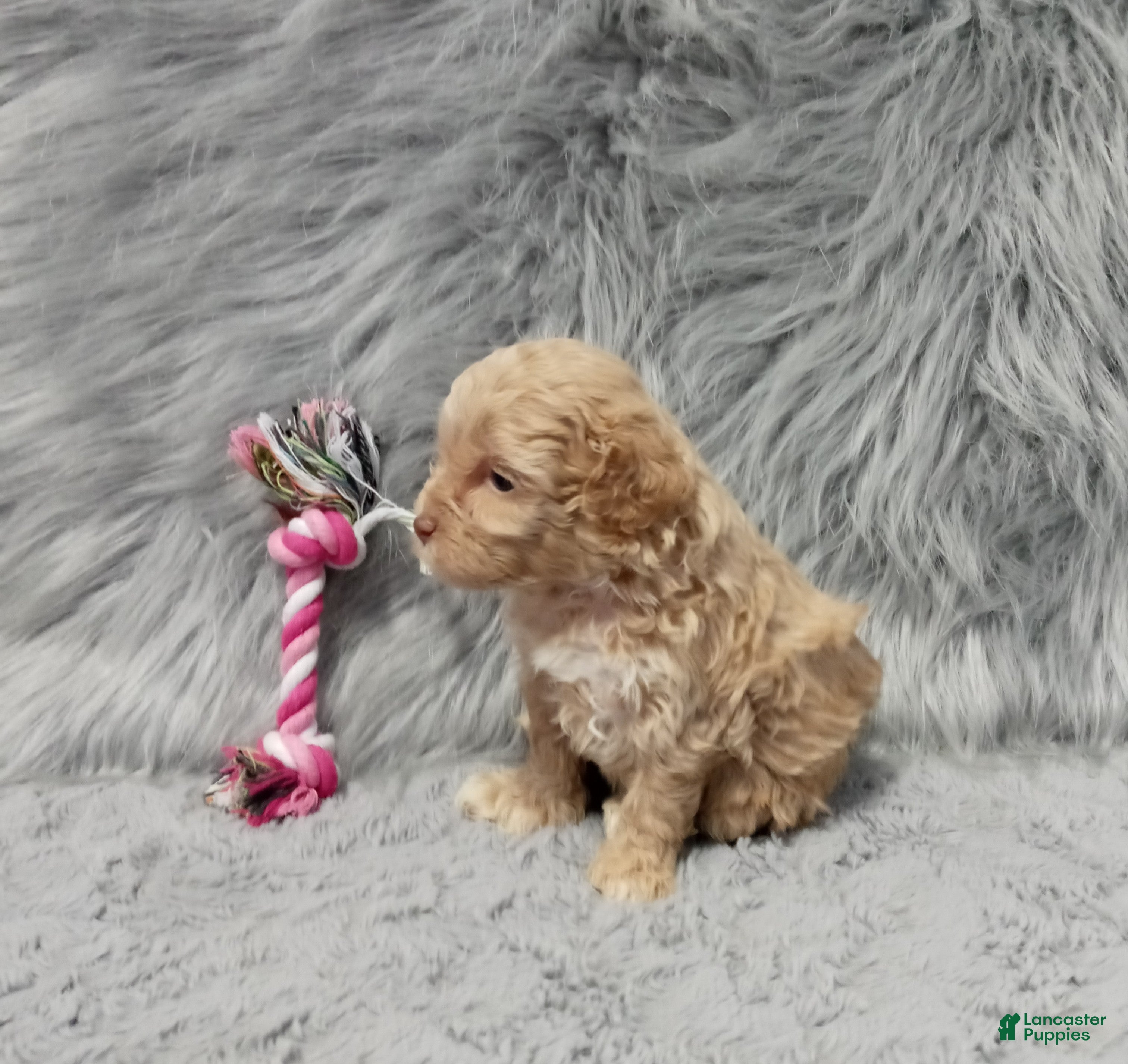 Havapoo dogs Zandra 🌷Toy Size - Ad 2