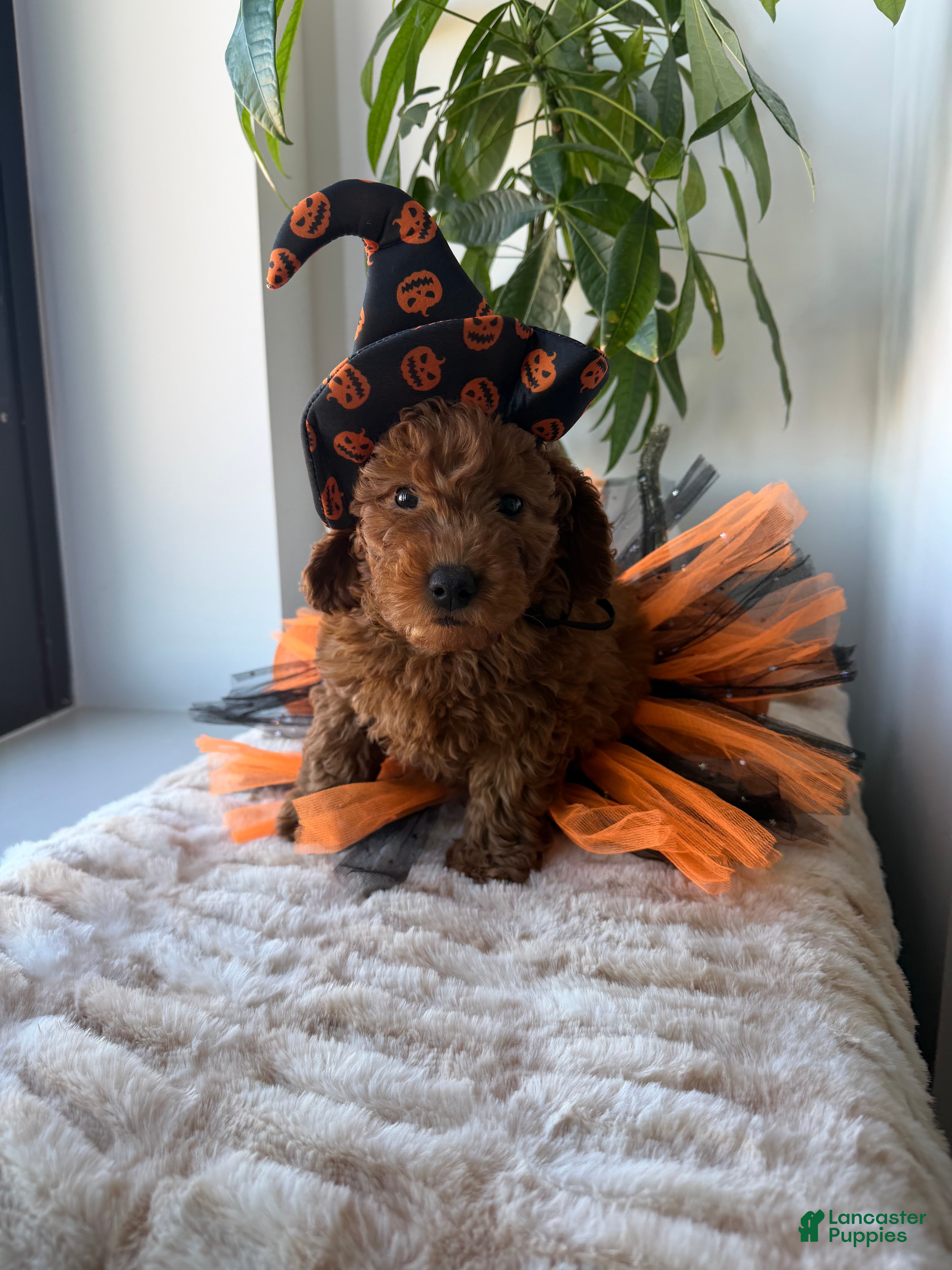 Mini Goldendoodle dogs Tiffany - Ad 1