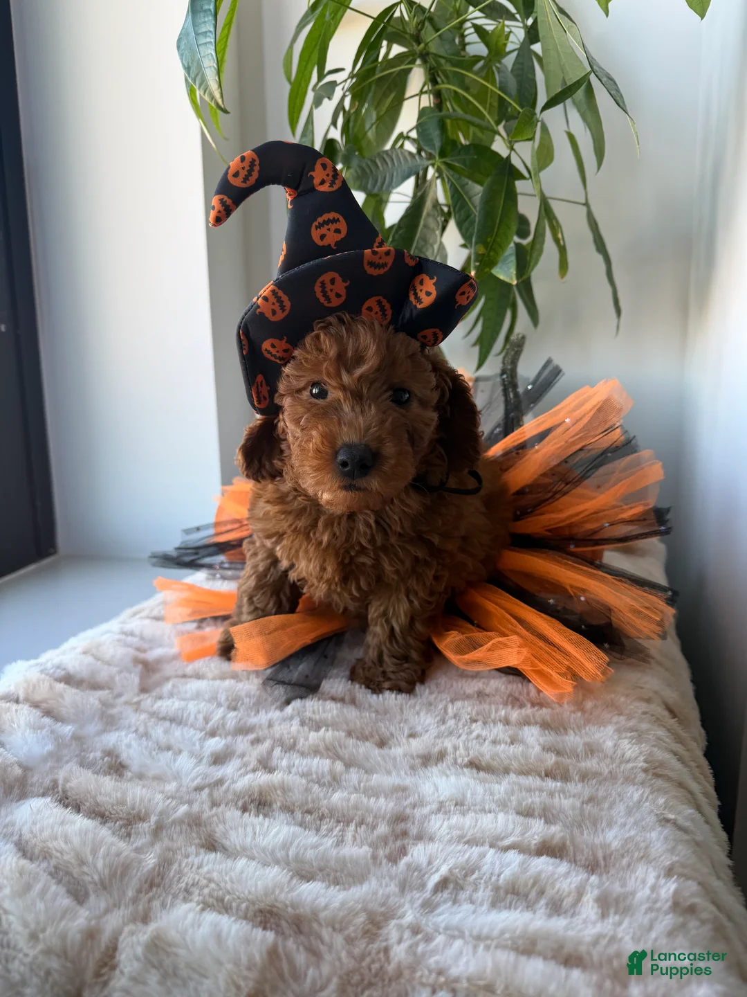 Mini Goldendoodle dogs for sale: Tiffany - Ad 1