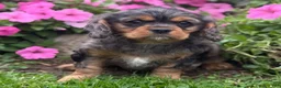Cavalier King Charles Spaniel dogs for sale: Brody - Ad 7