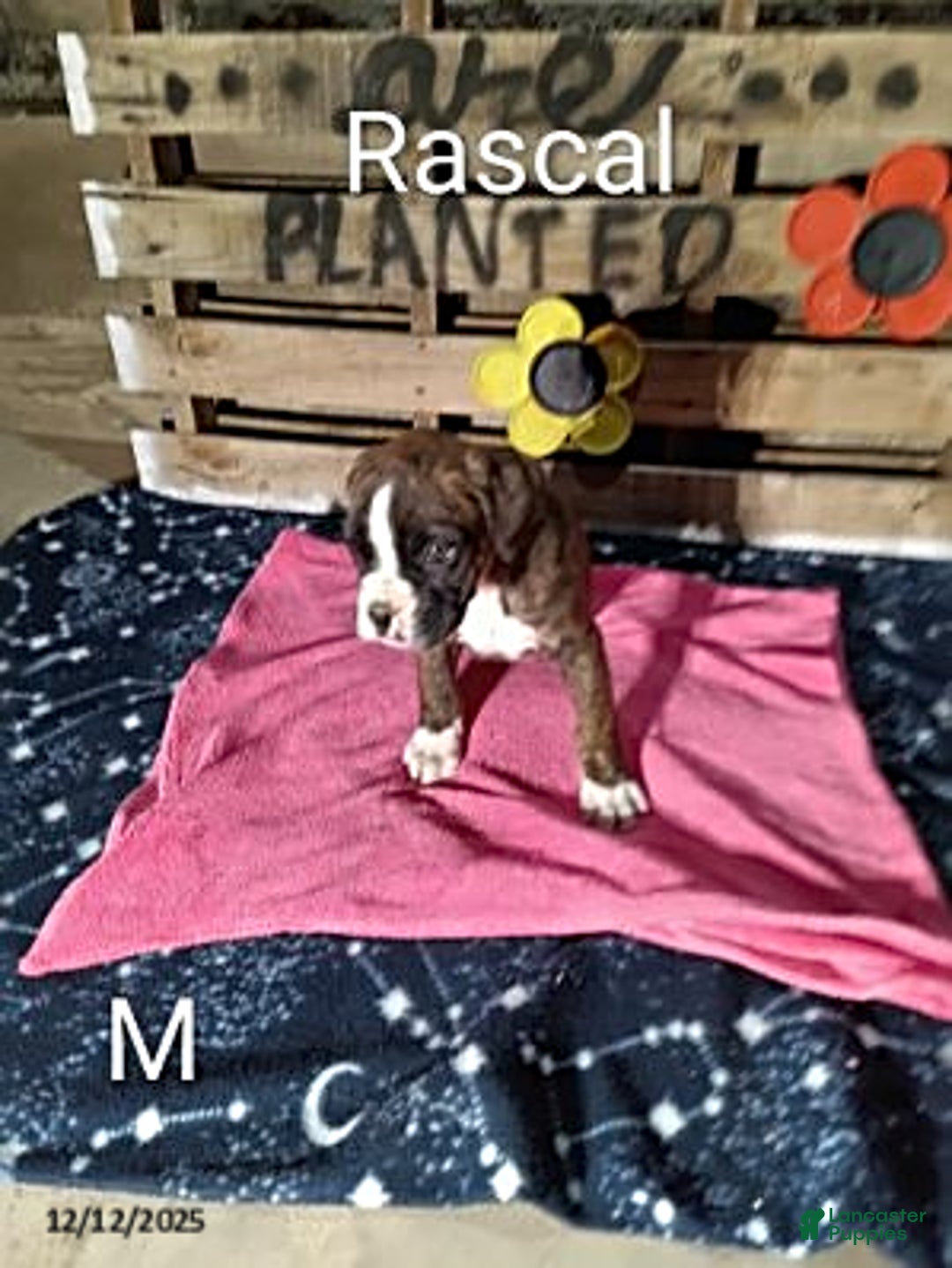 Boxer dogs for sale: Rascal - Ad 1