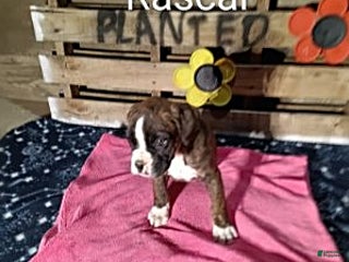 Boxer dogs Rascal - Ad 38