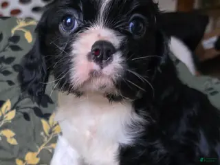 Cavalier King Charles Spaniel dogs Petunia black and white - Ad 29