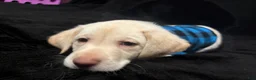 Labrador Retriever dogs for sale: Bear (blue)  - Ad 9