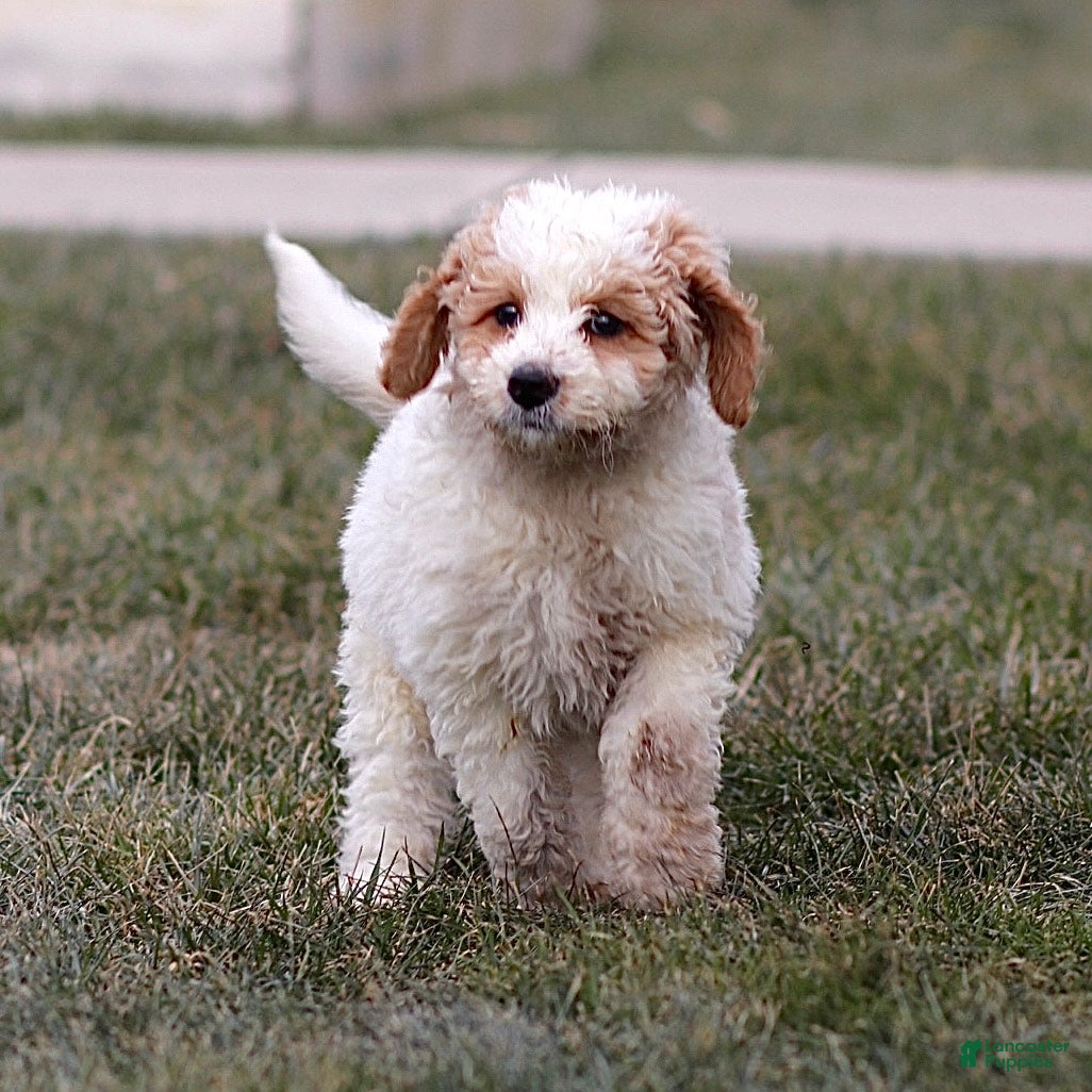 Mini Bernedoodle dogs Honey - Ad 6