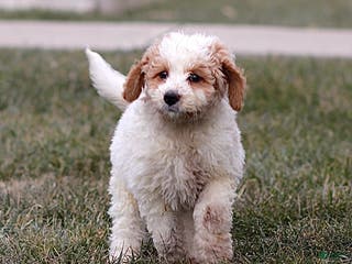 Mini Bernedoodle dogs Honey - Ad 33