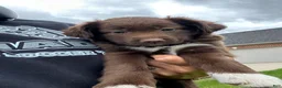Mixed Breed dogs for sale: Buddy - Ad 5