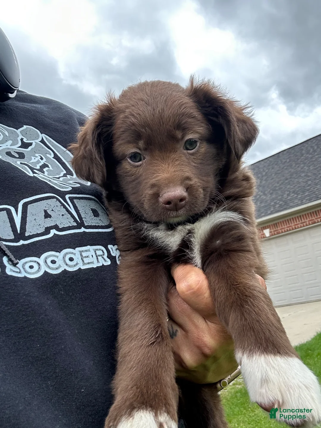 Mixed Breed dogs for sale: Paisley  - Ad 2